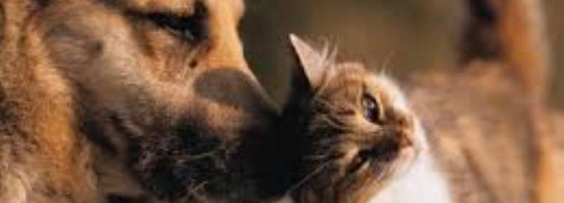 Canil Municipal abre neste domingo para adoção de animais